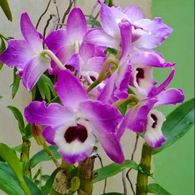 Dendro xuân hoa thơm