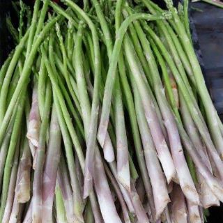 Cây giống măng tây
