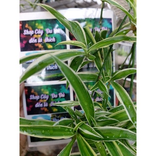 Cỏ Lan Chi lá dài, bụi 1 cây