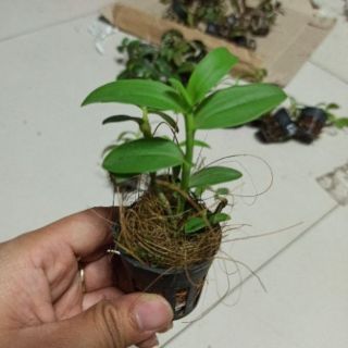 Hoa lan phi điệp tím giống
