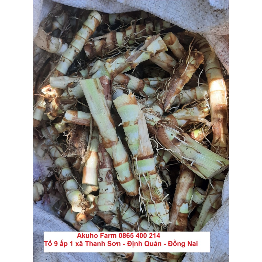 Hom Giống Cỏ Voi Lùn Đài Loan – Cỏ Sữa Đài Loan – Cỏ Lá Dứa