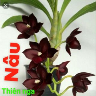 Combo 5loai lan cây giống
