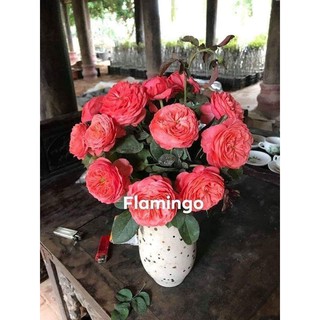 Cành Chiết Hoa Hồng Flamingo ( Giống Hoa Hồng)
