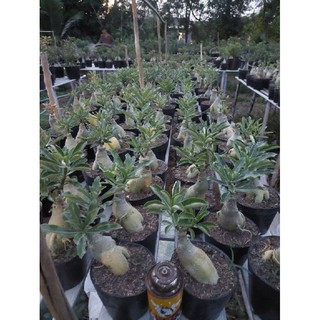 Cây sứ ghép_hoa nhiều lớp_nhắn tin với shop trước khi đặt hàng)