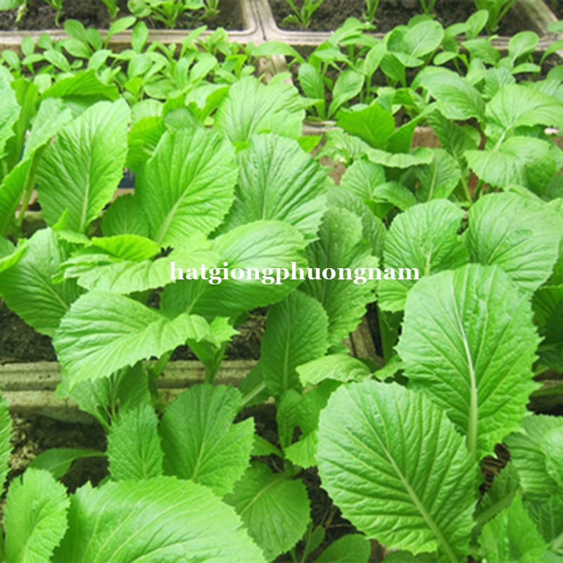 1 KG - HẠT GIỐNG CẢI XANH