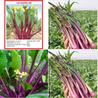 Hạt giống rau cải ngồng đỏ 5gr