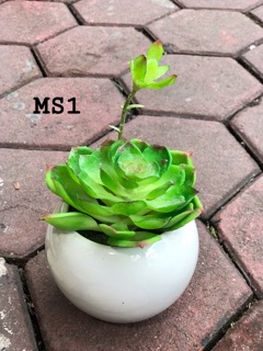 Chậu sen đá cao su