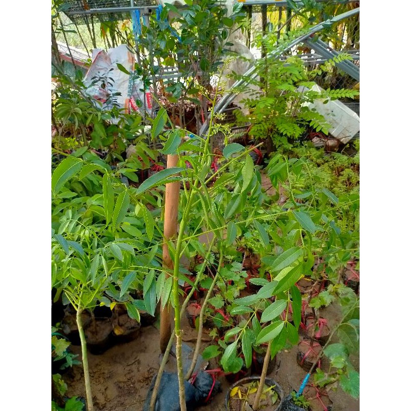 CÂY GIỐNG CÓC THÁI LÙN DANG CÓ HOA