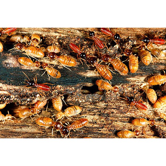 Combo 3 lọ thuốc diệt mối PMC và sáu hộp nhử mối (Tự diệt mối tại nhà hiệu quả)