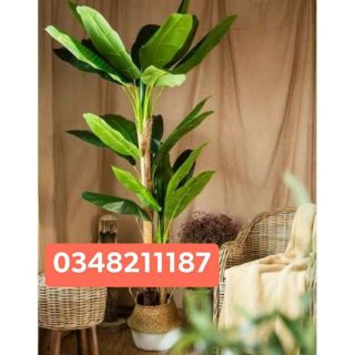 Cây chuối giả cảnh cao 1.6met -cây chuối quê -trang trí nhà cửa