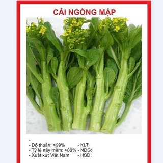 combo 4 gói hạt giống rau cải ( cải ngọt, cai xanh ,cải chíp, cải ngòng )