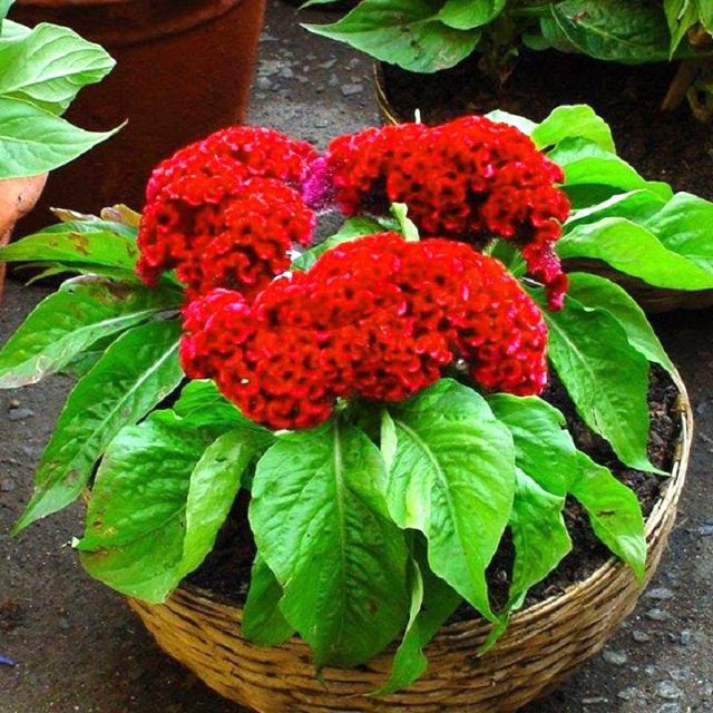 Hạt Giống Hoa Mào Gà Búa Mix Nhiều Màu