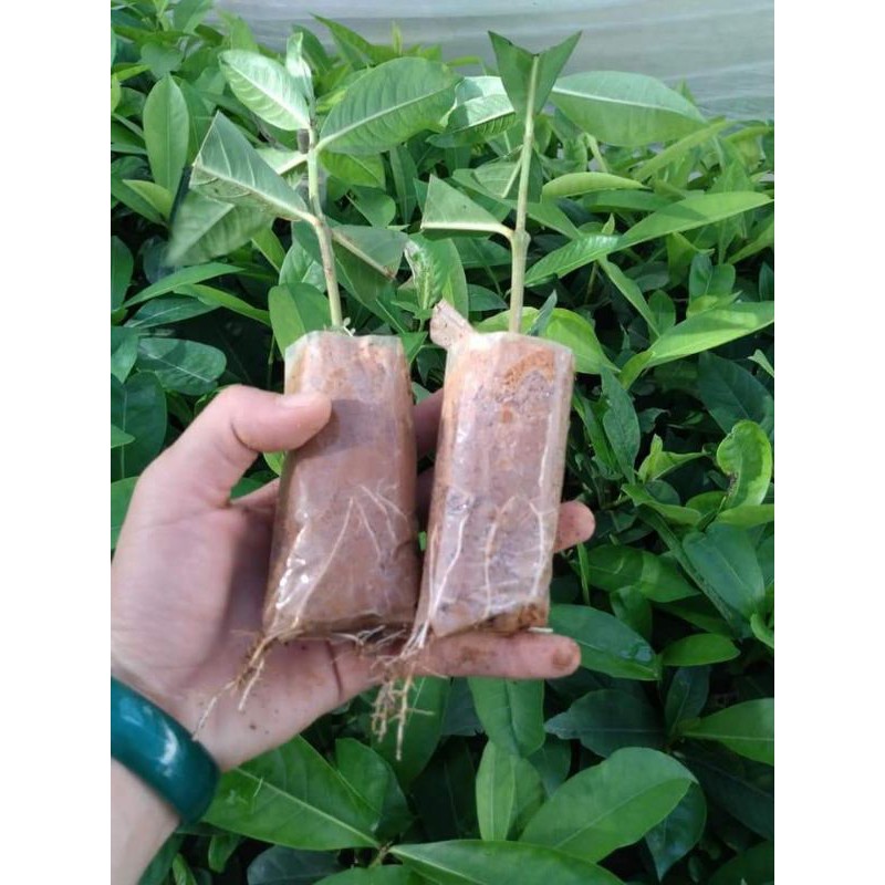 Cây hoa mẫu đơn