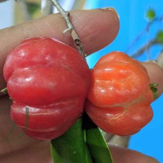 Cây surinam cherry