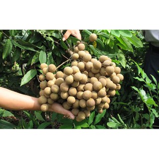 cây giống nhãn sớm