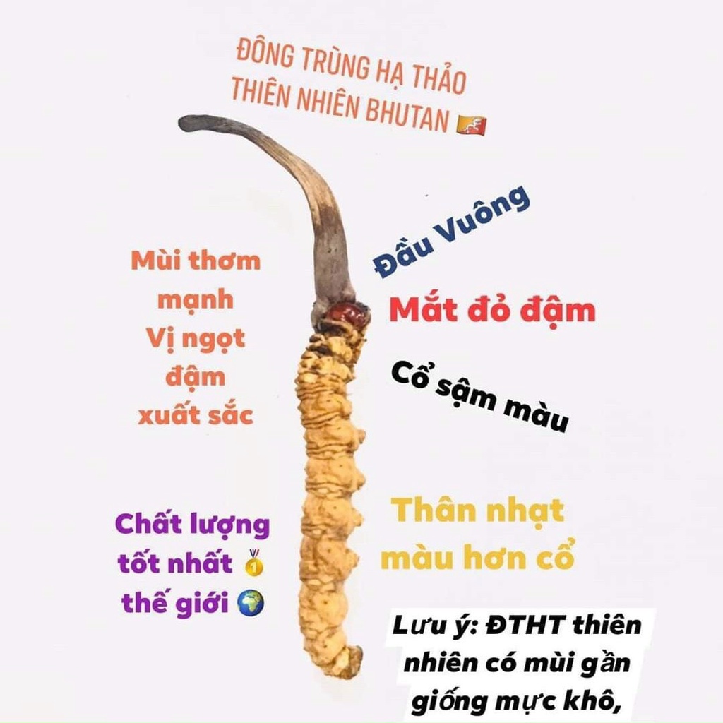 Đông trùng hạ thảo mắt đỏ nguyên con Bhutan