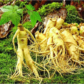 HOT - Bộ 10 gói hạt giống nhân sâm Hàn Quốc F1