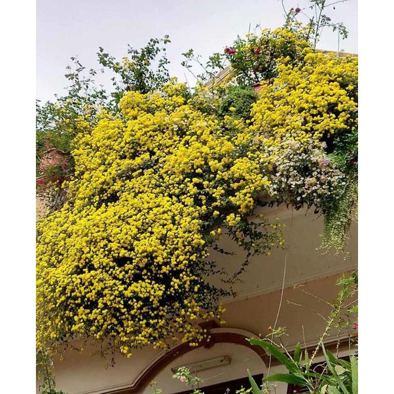 Cúc chi rũ làm trà