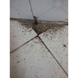 THUỐC DIỆT KIẾN, DIỆT GIÁN THẦN THÁNH