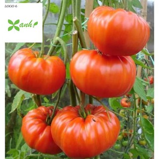 Hạt giống Cà chua khổng lồ 1kg (20 hạt)