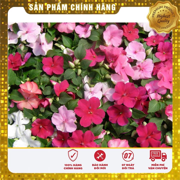 Hạt Giống Hoa Ngọc Thảo Đơn Mix ( Mai Địa Thảo ) 50 hạt Lucky seeds