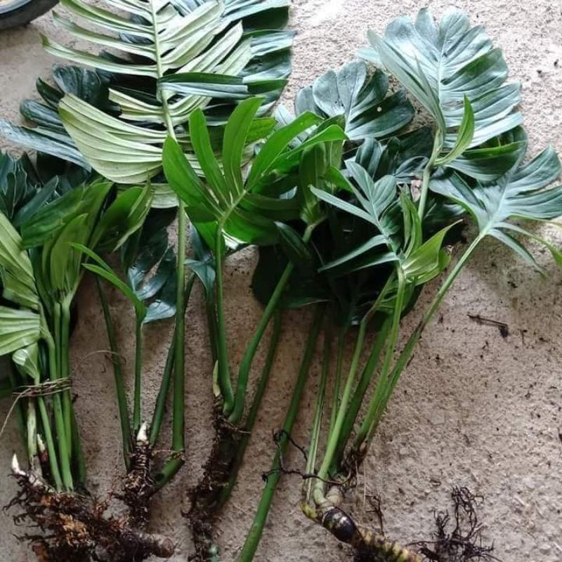 10 cây trầu bà lá xẻ