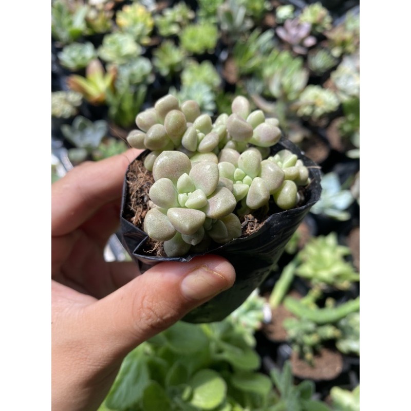 Sen Đá Kim Tuyến 5cm