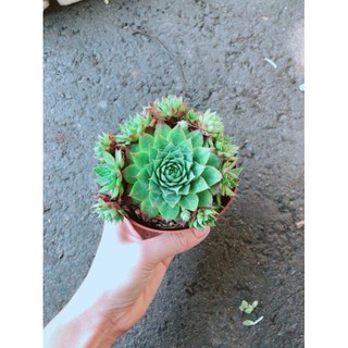 Chậu Phật Bà Xanh Bán Chạy