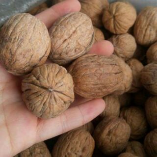 Hạt óc chó