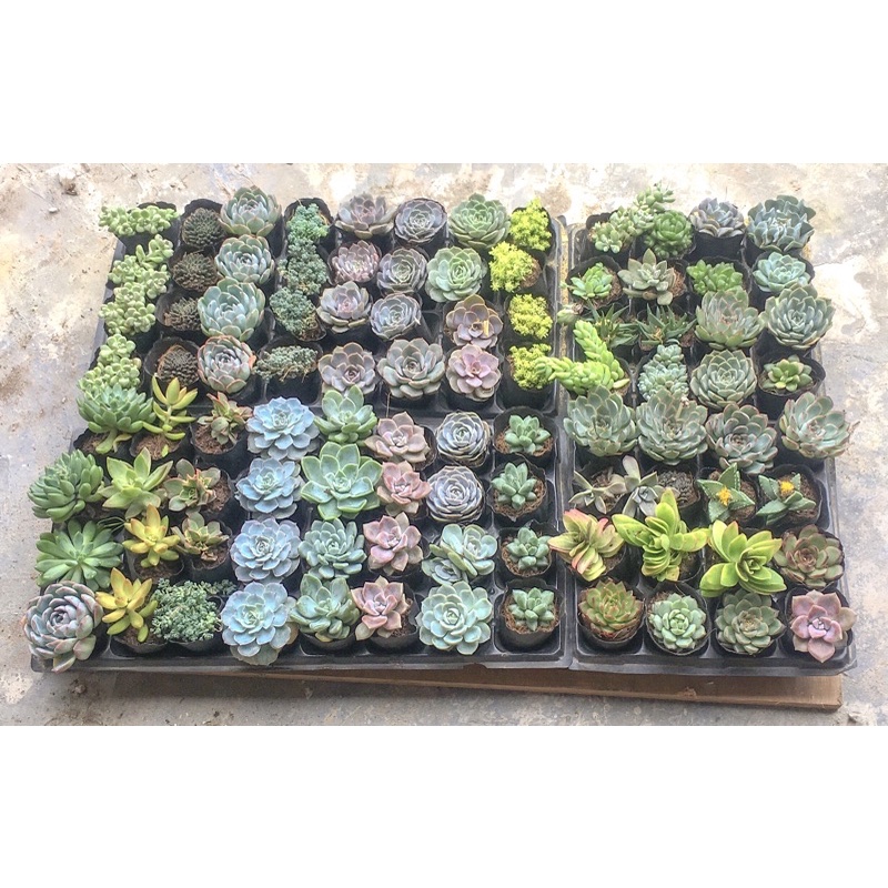 Sen đá size bầu 7 cm