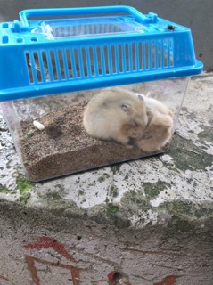Cát Lót Cho Hamster - Buddy Ấn