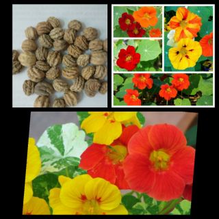 15 Hạt giống hoa sen cạn