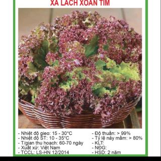 Hạt Giống Xà Lách Xoăn Tím (Rau diếp tím)