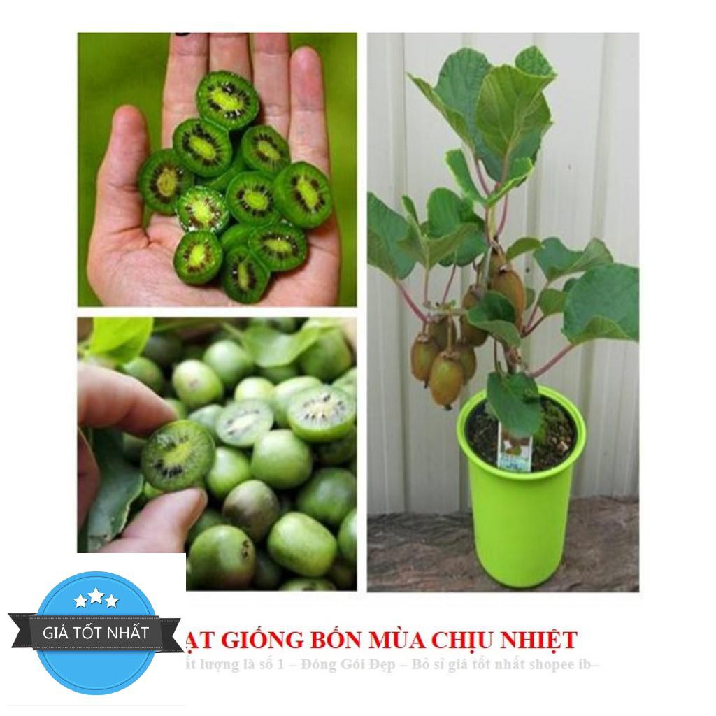 Hạt Giống Cây Kiwi nùn F1 (20 Hạt) - [TRỒNG BỐN MÙA] - Giàu Vitamin,Bổ Dưỡng,Tốt Cho Da