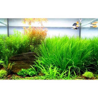CỎ NHẬT thủy sinh không CO2