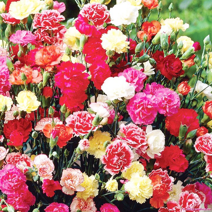 100h Hạt Giống Hoa Cẩm Chướng Kép Mix - TaNe Garden