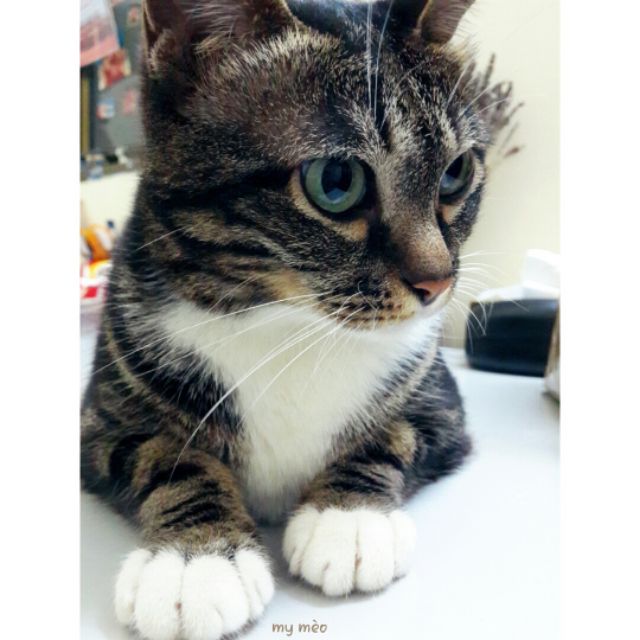 Mei Mèo