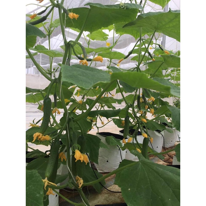 Hạt giống dưa leo siêu trái - dưa chuột gói 30 hạt