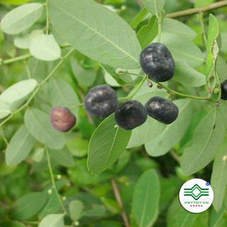 Cây mực (phèn đen) 1kg - T206