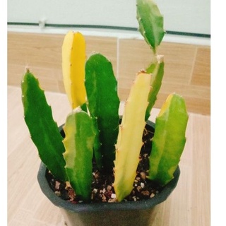 Cây xương rồng var vàng