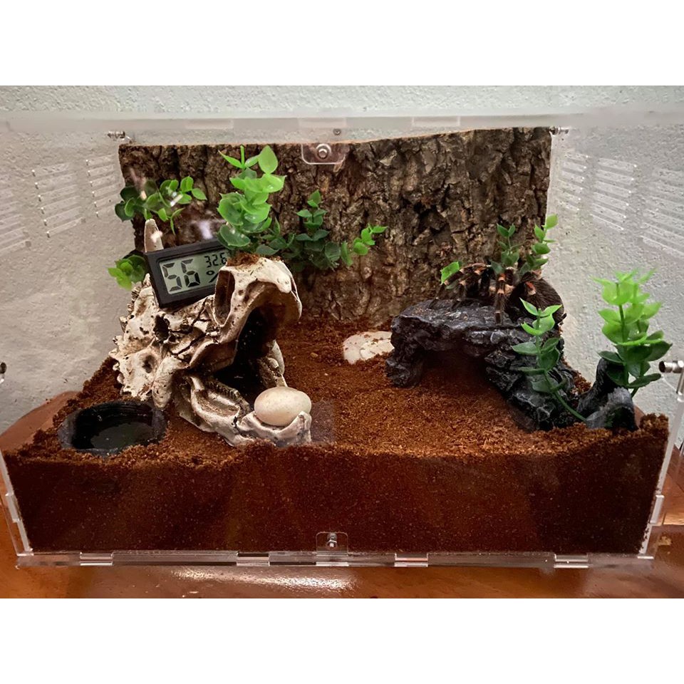 Sọ khủng long 3 sừng Triceratops trang trí bể cá, thuỷ sinh, bò sát, tarantula