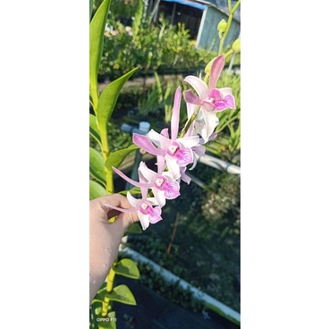 Hoa lan dendro nắng thỏ hồng cây trưởng thành đẹp