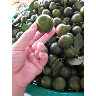 Tắc tươi 1kg - chỉ giao qua nhà xe