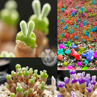 hạt giống TAI THỎ - xanh lá, xanh lam, mix màu