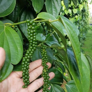 Cây giống Tiêu Srilanka .[  Cây cao - Bầu to Giống Hồ tiêu cho năng suất cao ].