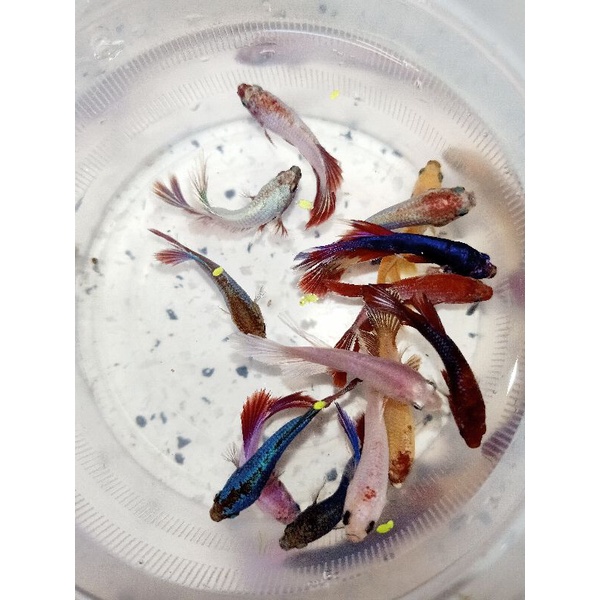 1Cặp BETTA trống mái size vừa tặng thức ăn giao ngẫu nhiên