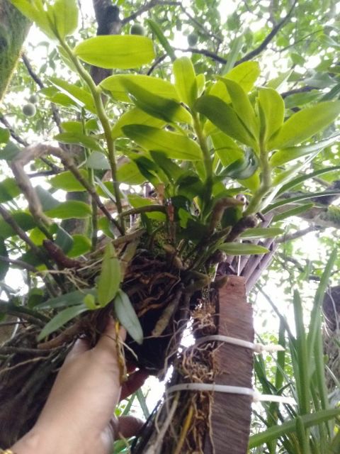 Hoa phong lan long tu xuân hoa tết bảng thuần vườn