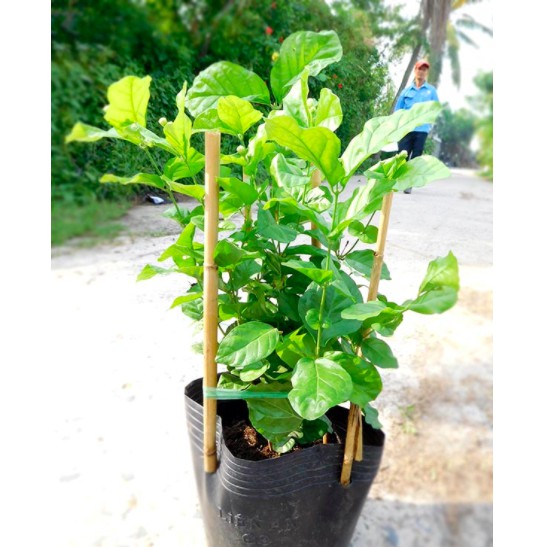 Cây hoa lài ta, cây hoa Nhài, cây hoa Lài ta, cây có hoa, cây công trình - Arabian Jasmine - Trang Flower