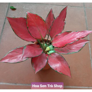 (Q.8 - GIAO TRONG NGÀY) Cây TÀI LỘC.