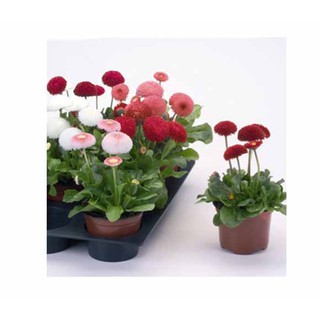 Hạt giống Hoa Cúc Anh (Cúc Bellis) mix màu - Gói 100 hạt.